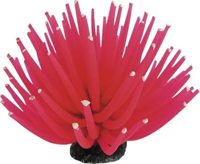 Produktbild von Aquariumdekoration Smiling Coral small 6 cm pink