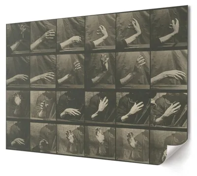 Produktbild von Tierische Fortbewegung - Kunstdruck A4 - Collage, Fotografie- Wandbild für Wohnzimmer Schlafzimmer & Flur, Modernes Poster Wanddeko, Ungerahmt