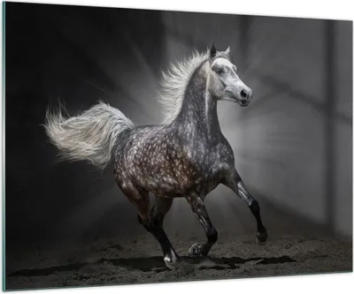 Produktbild von Bilder auf glas - Pferd Tier Natur - 100x70cm - Glasbilder - Wandbilder - Kunstdruck - zum Aufhängen bereit - Wanddekoration aus Glas - Glas Bilder - Wandbild auf Glas - Einteilig - GAA100x70-3593