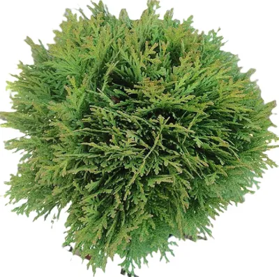 Produktbild von Thuja occidentalis Danica Kugel Lebensbaum immergrün 30 - 40 cm