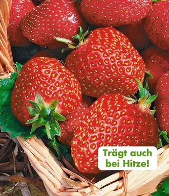 Produktbild von BALDUR Garten 20x Immertragende Erdbeere 'Seascape®', Pflanzen im 5-6 cm-Topf, Fragaria Erdbeerpflanzen winterhart, pflegeleicht, Fragaria x ananassa, fruchtet auch bei großer Sommerhitze