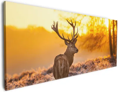 Produktbild von Wallario Premium Leinwandbild stattlicher Rothirsch im Morgengrauen in Größe 80 x 200 cm