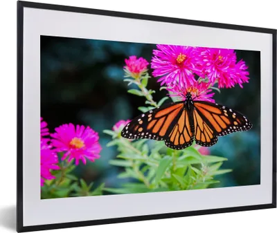 Produktbild von MuchoWow® Gerahmtes Poster Schmetterling - Botanisch - Blume 60x40 cm - Poster mit Schwarzem Bilderrahmen Wandposter Rahmen Foto Bilder - Schlafzimmer - Plakat in Rahmen - Drucken