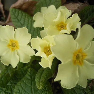 Produktbild von 6 x Stängellose Schlüsselblume - Primula vulgaris  - Topf 9cm x 9cm