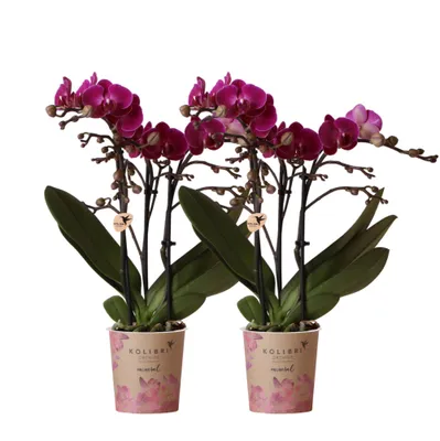 Zdjęcie produktu dla Storczyki kolibry | zestaw 2 fioletowych storczyków Phalaenopsis - Morelia - rozmiar doniczki 9 cm | kwitnaca roslina doniczkowa - swiezo od hodowcy