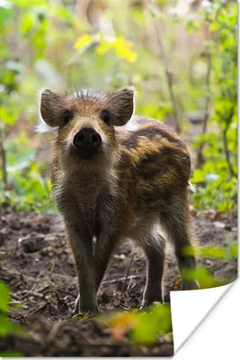 Produktbild von MuchoWow® Poster Wildschwein - Wald - Tier 120x180 cm - Kunstposter