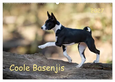 Produktbild von Coole Basenjis (Wandkalender 2027 DIN A2 quer), CALVENDO Monatskalender