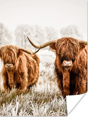 Produktbild von MuchoWow® Poster Schottischer Highlander - Kuh - Tiere 120x160 cm - Wandbilder