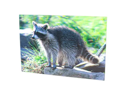 Produktbild von 3 D Ansichtskarte Waschbär, Postkarte Wackelkarte Hologrammkarte Tiere Tier Waschbären Waldtier