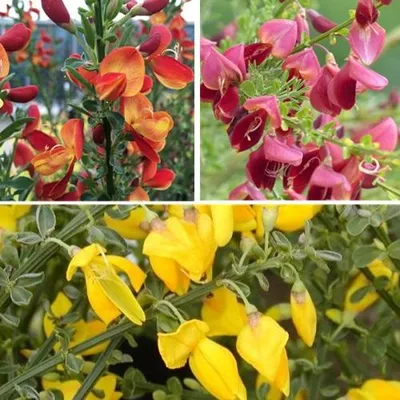 Immagine prodotto di 3 X Cytisus mix: Lena + Boskoop Ruby + Allgold - 3 X ginestra | giallo-rosso, giallo e rosso - piccolo arbusto, cespuglio fitto, alto fino a 150 cm - 3 x 1,5 litri