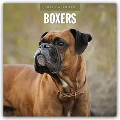 Immagine prodotto di Calendario mensile (16 mesi) con immagini di boxer - Deutscher Boxer 2027