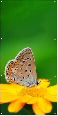 Produktbild von MuchoWow® 80x160 cm Outdoor-Poster Gartendeko Sichtschutz Garten Poster für den Garten  Blumen - Schmetterling - Natur