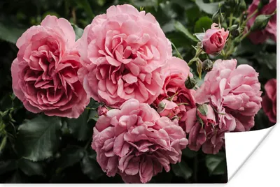 Produktbild von MuchoWow® Poster Rosa - Blumen - Rosen 180x120 cm - Fotoplakat