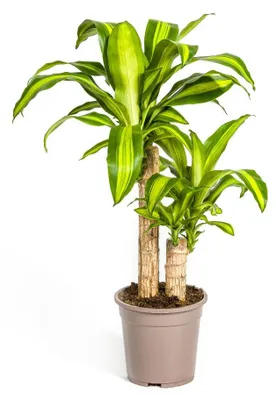 Zdjęcie produktu dla Dracaena Fragrans Massangeana - 70-90cm - Ø19cm - Roślina doniczkowa - Zimozielony