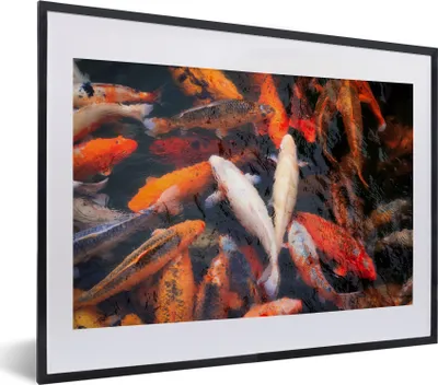 Produktbild von MuchoWow® MuchoWow® Gerahmtes Poster Ein Teich mit Koi-Karpfen von oben 40x30 cm - Poster mit zchwarzem Bilderrahmen - Bilderrahmen - Poster im Rahmen