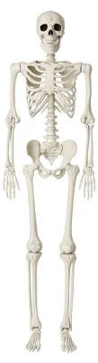 Halloween Skelett, 165 cm, Dekofigur