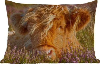Produktbild von MuchoWow® Outdoor Kissen - Schottische Hochlandrind - Heide - Gras - Tiere - 50x30 cm - Wetterfest - Lounge Kissen - Sofa kissen - Wohnzimmer Dekoration
