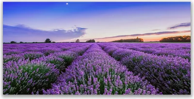 Produktbild von Tulup Leinwand-Bilder 140x70 Wandbild Canvas Kunstdruck Wiese Blumen Natur