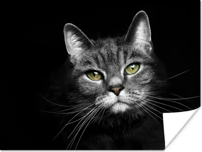 Produktbild von MuchoWow® Poster Haustiere - Katze - Tiere - Schwarz - Weiß 160x120 cm - Foto Plakat