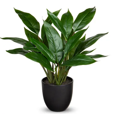 Image de Plante artificielle, d'un réalisme saisissant, plante décorative Calathea, touffue avec 22 feuilles dans un pot en plastique, plante d'intérieur, hauteur 43 cm, verte