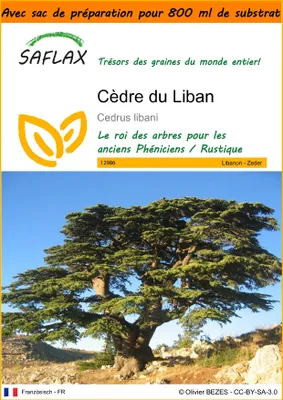 Image de SAFLAX Garden in the bag - Cèdre du Liban - 20 graines - Cedrus