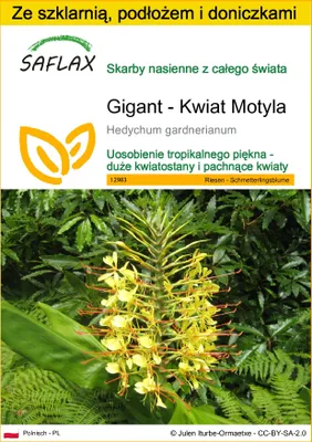 Zdjęcie produktu dla SAFLAX - Zestaw do uprawy - Gigant - Kwiat Motyla - 10 Nasiona - Z mini szklarnią, podłożem uprawowym i 2 doniczkami - Hedychum gardnerianum