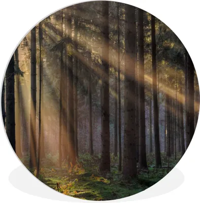 Produktbild von MuchoWow® Rundes Wandbild - Runde Bilder Bäume - Wald - Sonne - Pflanzen Ø 90 cm Kreis Wanddekoration Kunststoff - Wandkreis - Wandschmuck - Wand-Kreis - Wohnzimmer - Bild - Runde - Wanddeko - Dibond - Kunstdrucke