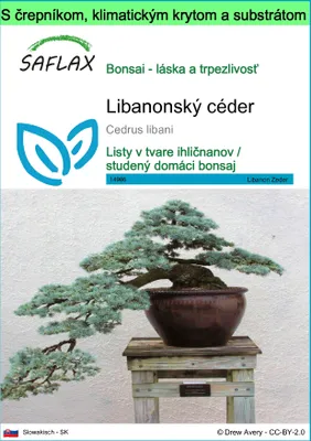 Obrázok produktu pre SAFLAX Garden to go - Libanonský céder - Cedrus libani - 20 Semená - S črepníkom, klimatickým vekom a pestovateľským substrátom