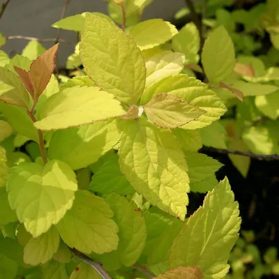 Produktbild von 2 x  Sommerspiere  - Spiraea japonica 'Goldmound'  | 25-30 cm in Container