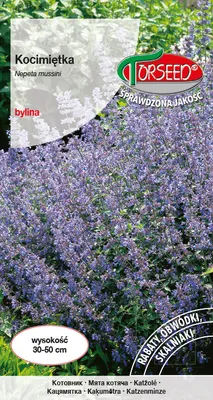 Produktbild von Blaue Katzenminze Samen 0.5g - Torseed
