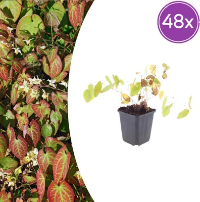 Zdjęcie produktu dla Epimedium y. 'Niveum' | 48 sztuk - 10-25cm - Ø9cm - Roślina ogrodowa
