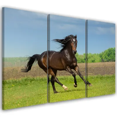 Produktbild von Triptychon auf leinwand tiere - grün 60x40 cm Feeby grün wandbild bereit zum aufhängen