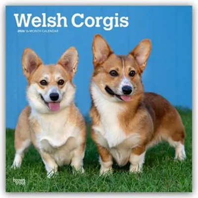Zdjęcie produktu dla Welsh Corgi - Welsh Corgi 2026 - kalendarz 16-miesięczny