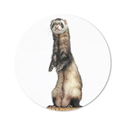 Produktbild von MuchoWow® Mauspad Mousepad Frettchen - Tiere - Fell 20x20 cm - Mousepads - Maus Mat - Pad - Mausunterlage - Schreibtischmatte