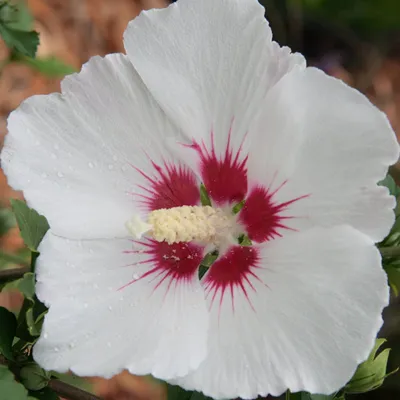 Obrázek produktu pro 2 x Keř ibišku syrského - Hibiscus syriacus 'Red Heart' | 40-60 cm, pěstovaný v květináči