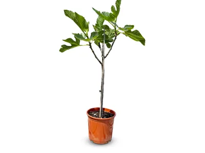 A potted fig tree against a white background.