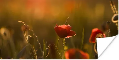 Produktbild von MuchoWow® Poster Mohn - Sonnenuntergang - Gold 150x75 cm - ohne Rahmen