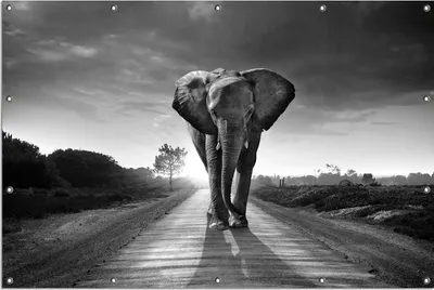 Produktbild von Wallario Outdoor-Poster für Garten oder Balkon, Motiv Elefant bei Sonnenaufgang in Afrika schwarzweiß, in ca. 120 x 180 cm