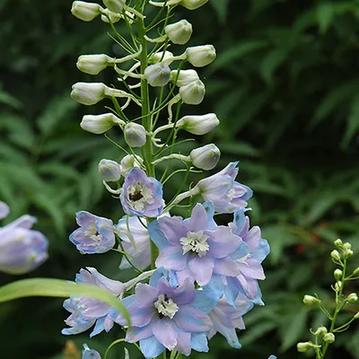Immagine prodotto di 6 x Delphinium  - Delphinium 'Guinevere'  | Vaso 9 cm x 9 cm