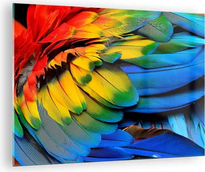 Produktbild von Bilder auf glas - Feder Papagei Vogel - 70x50cm - Glasbilder - Wandbilder - Kunstdruck - zum Aufhängen bereit - Wanddekoration aus Glas - Glas Bilder - Wandbild auf Glas - Einteilig - GAA70x50-3428