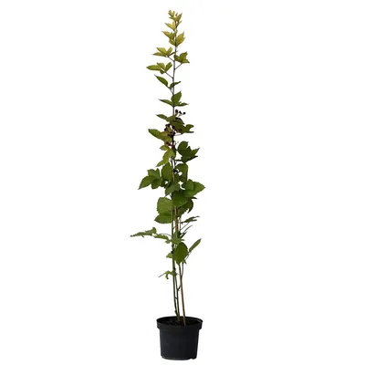 A potted plant with green leaves and dark berries against a white background.