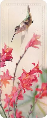 Produktbild von Kleine Wolke Wanneneinlage KOLIBRI Multicolor 36 x 92 cm