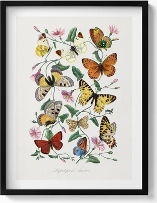 Produktbild von Altes Schmetterlingsposter– Wandbild mit Rahmen – Gerahmtes Bild  – Wanddekoration – 60x80 cm –  Schwarz Rahmen