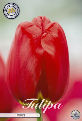 Artikelbild 2 von 'Tulpe Parade (10 Stück)' aus der Kategorie Tulpenzwiebeln