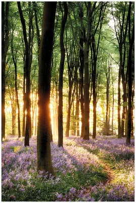 Produktbild von Wallario Premium Glasbild, freischwebende Optik, kräftige Farben, Größe 90 x 60 cm Motiv Blaue Hasenglöckchen im Wald mit Sonnenstrahlen