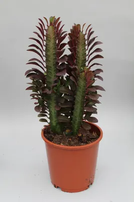 Produktbild von Euphorbia trigona rubra - 30-40cm - Ø12cm - Zimmerpflanze - Immergrün - Kakteen und Sukkulenten