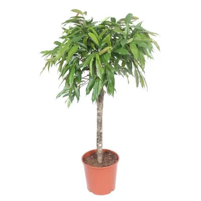Immagine prodotto di Everyplants Ficus Amstel King - 140 cm, Ø 30 cm