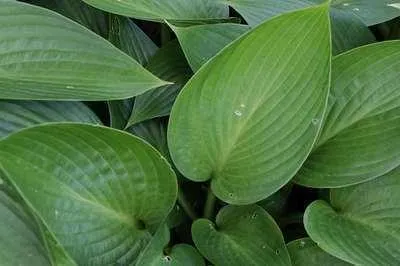 Produktbild von 6 x  Hosta hybr. 'Devon Green' - Hosta - Topf 9 x 9 cm