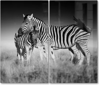Produktbild von DEQORI Herdabdeckplatte Glas 2-tlg 'Zebras beieinanderstehend' Herd Abdeckung Küche