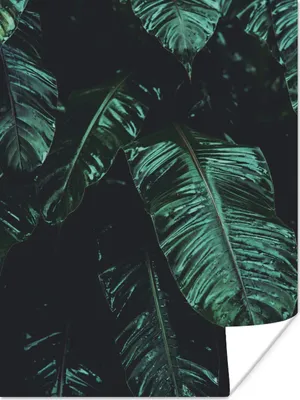 Produktbild von MuchoWow® Poster Dschungel - Palme - Blätter - Tropisch 90x120 cm - Wohnzimmer